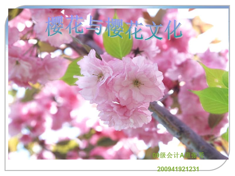 张芳樱花与樱花文化.ppt_第1页