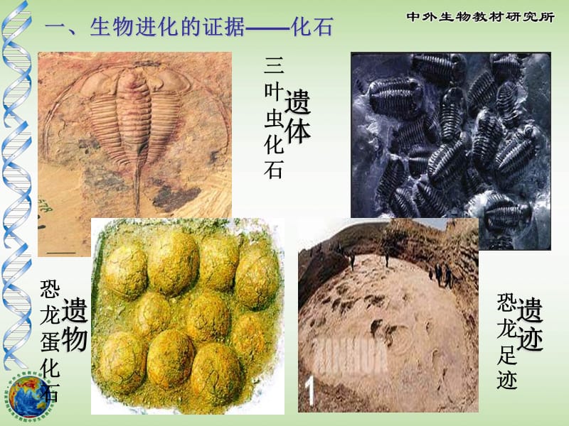 第二节生物进化的历程课件2.ppt.ppt_第2页