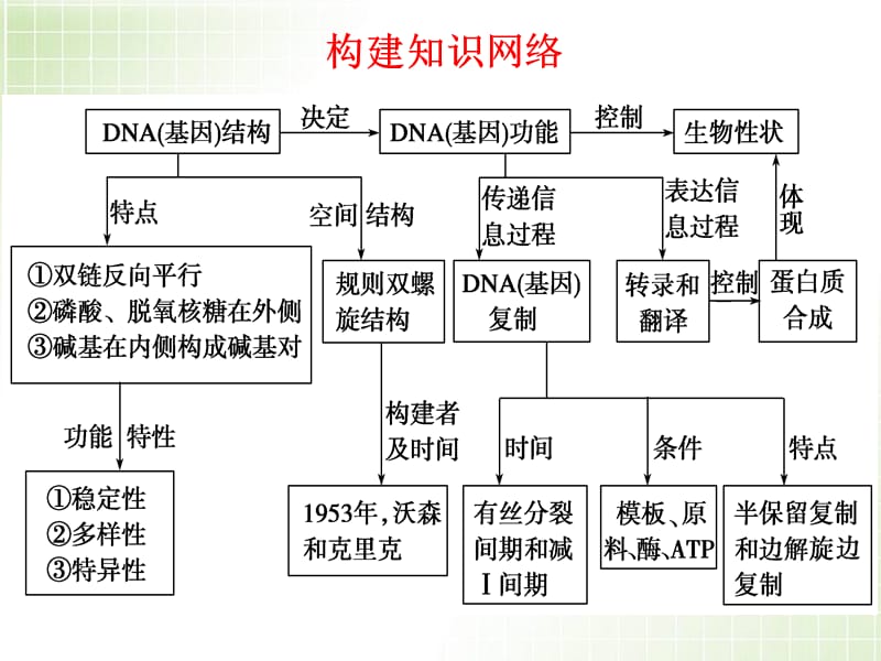 DNA分子的结构DNA分子的复制基因是有遗传效应的DNA片段.ppt_第2页