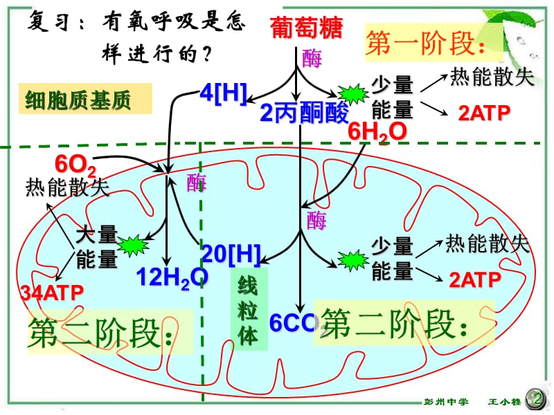 第5章第4节能量之源-光与光合作用1.ppt_第2页