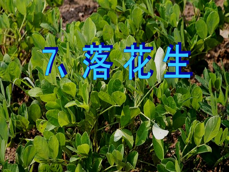 15 落花生ppt课件.ppt_第1页