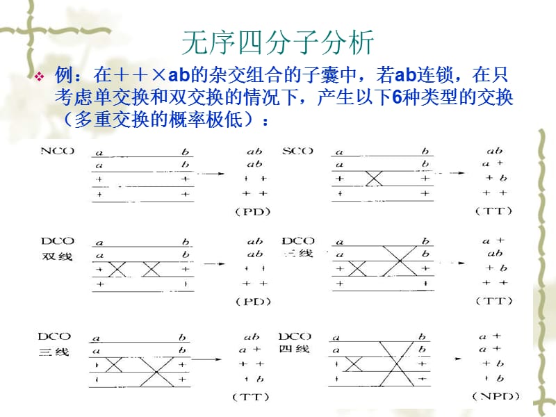 6真核生物特殊的染色体作图.ppt_第3页