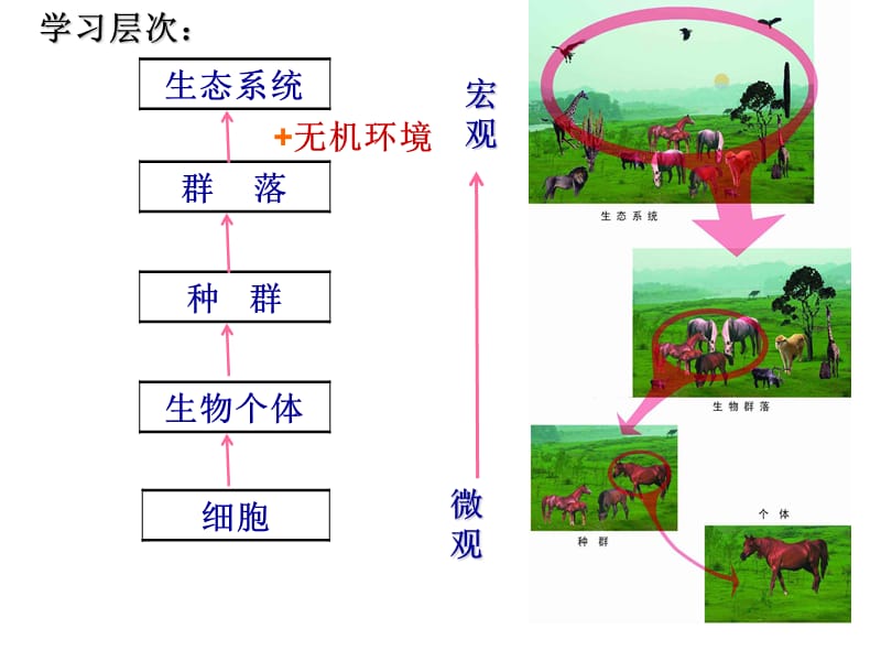 人教版教学教案云南省弥勒县庆来中学2011-2012学年生物必修3生态系统的结构2(课件).ppt_第1页