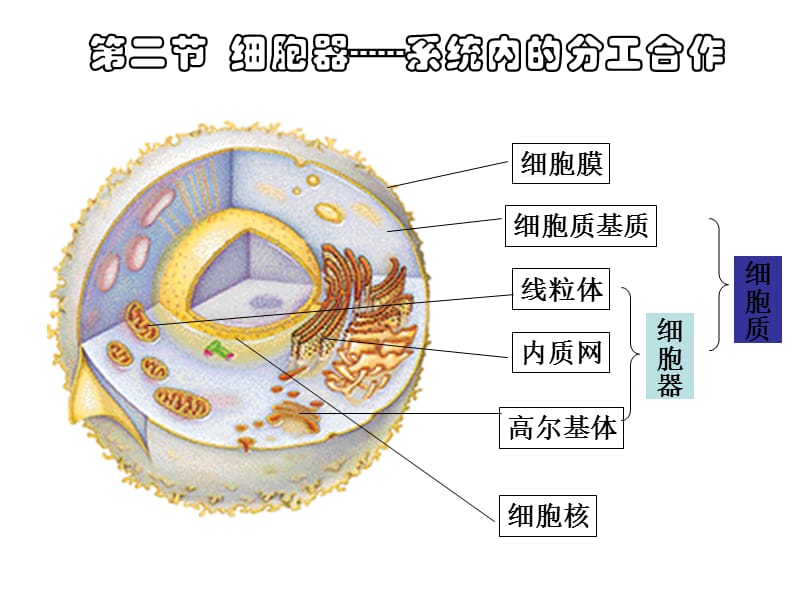 人教版教学课件云南省弥勒县庆来中学2011-2012学年高一生物细胞器—系统内的分工合作(课件).ppt_第1页