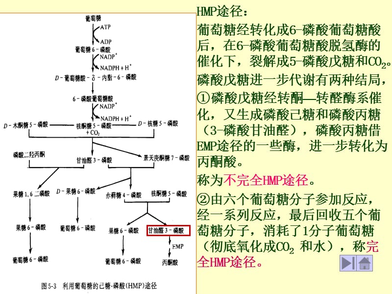 HMP途径(戊糖磷酸途径).ppt_第3页