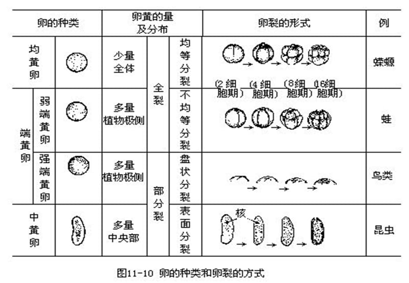 省竞赛辅导--动物分类1下.ppt_第3页