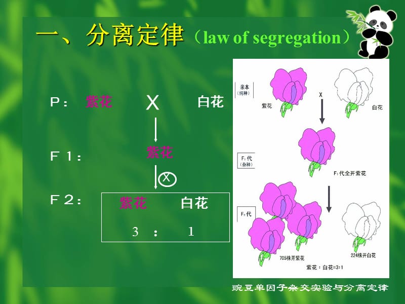 普通生物学复习资料第六讲.ppt_第3页