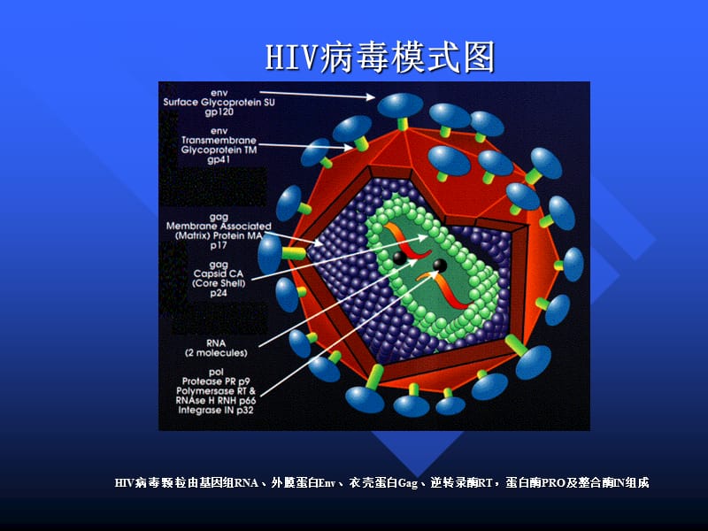 十五艾滋病抗病毒治疗的耐药检测方法.ppt_第3页