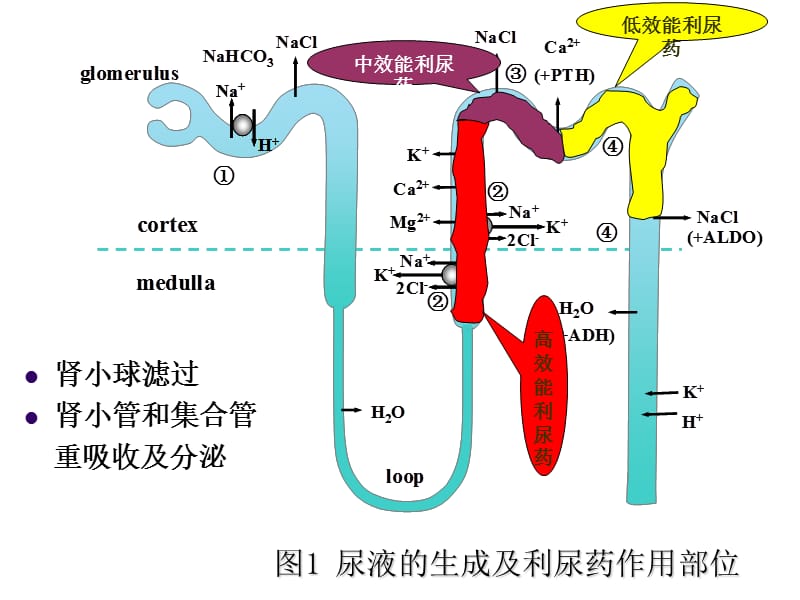 速尿对家兔的利尿作用.ppt_第3页