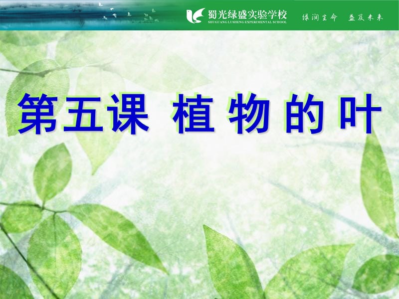 小学科学三年级上册植物的叶.ppt_第2页