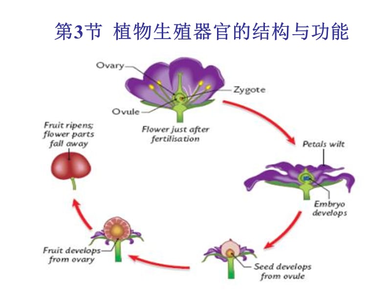 生物第3节植物生殖器官的结构和功能.ppt_第1页