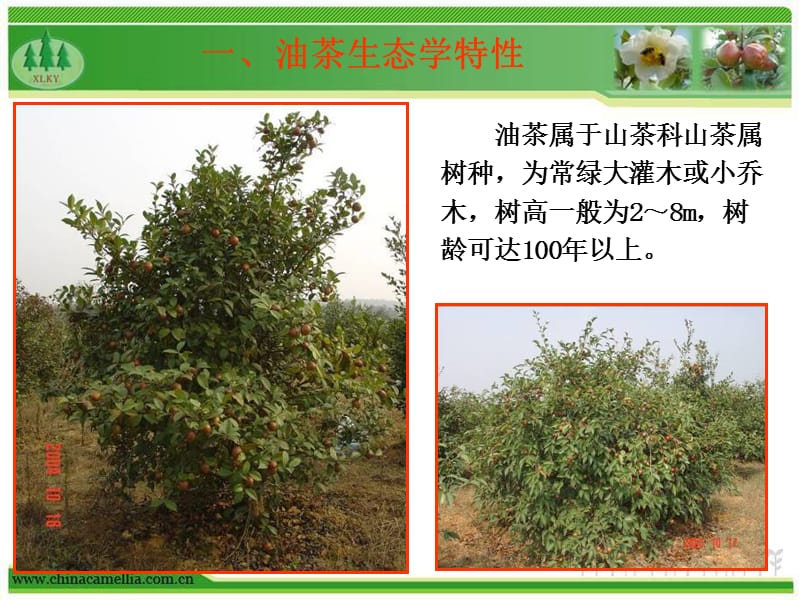 油茶种植与抚育管理技术.ppt_第3页