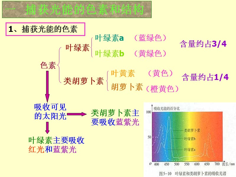 第4节能量之源──光与光合作用(课件1)[1]..ppt_第2页