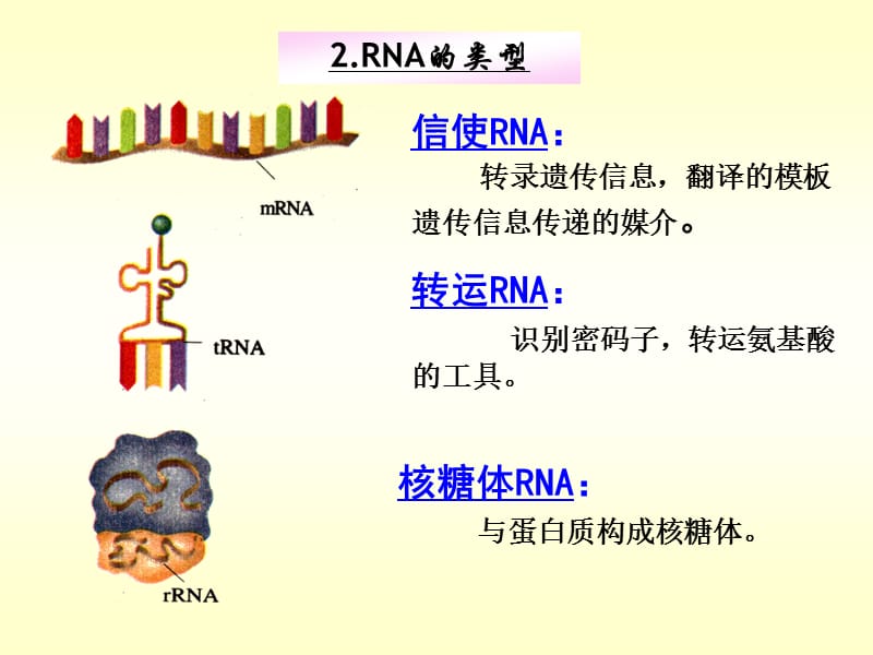 生物学②必修4.2《基因对性状的控制》20151120.ppt_第1页