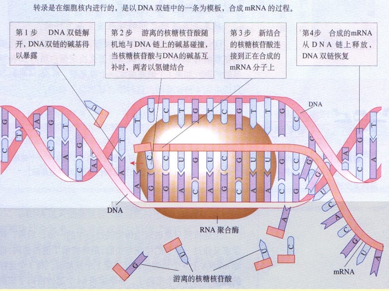 生物学②必修4.2《基因对性状的控制》20151120.ppt_第2页