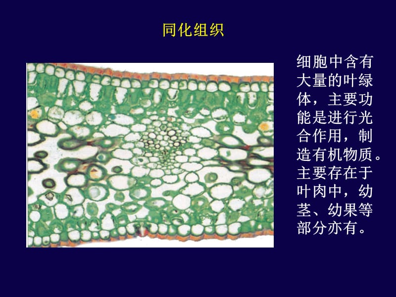 生物竞赛植物基本组织.ppt_第1页