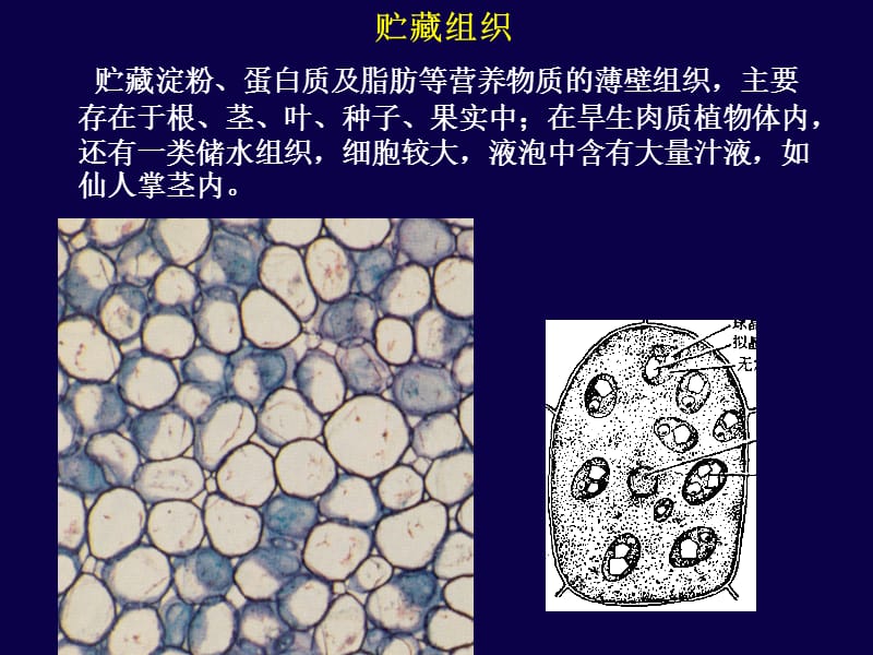 生物竞赛植物基本组织.ppt_第2页