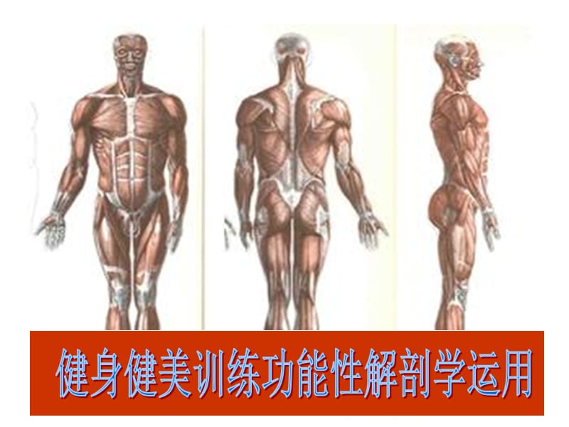 健身健美训练功能性解剖学运用.ppt_第1页