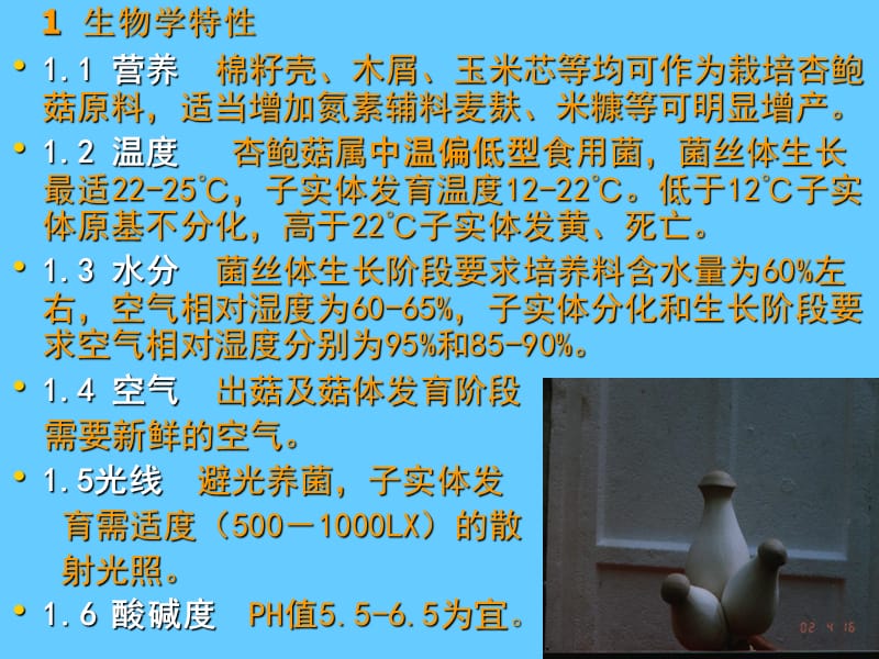 杏鲍菇人工栽培技术（PPT课件）.ppt_第3页