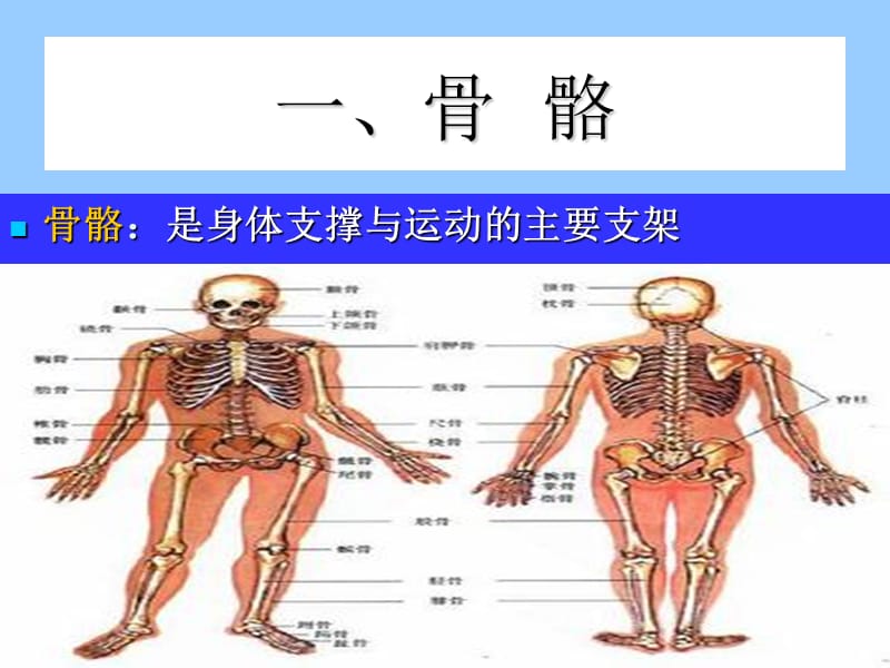 健身健美训练功能性解剖学运用.ppt_第3页