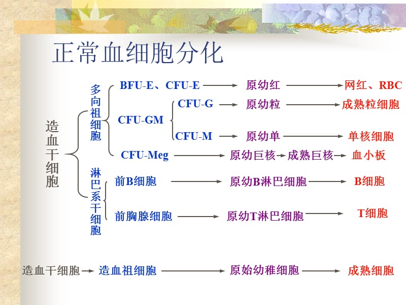 造血系统恶性肿瘤.ppt_第2页