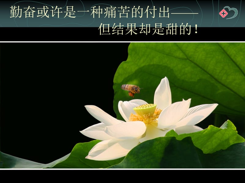 落枕.ppt_第1页