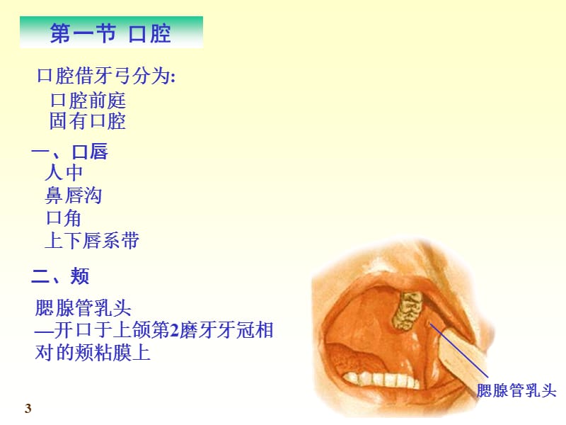 消化系统.ppt_第3页