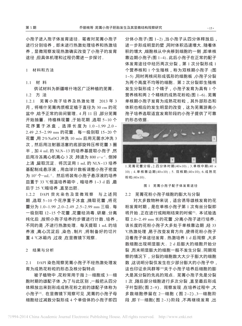 芜菁小孢子胚胎发生及其显微结构观察研究.pdf_第2页