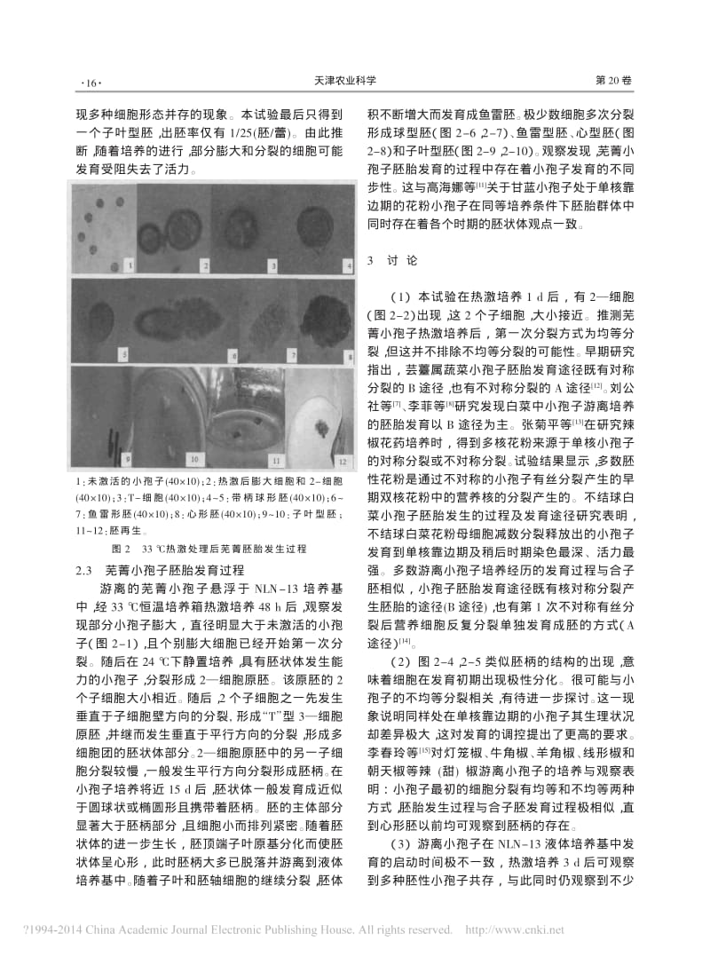 芜菁小孢子胚胎发生及其显微结构观察研究.pdf_第3页