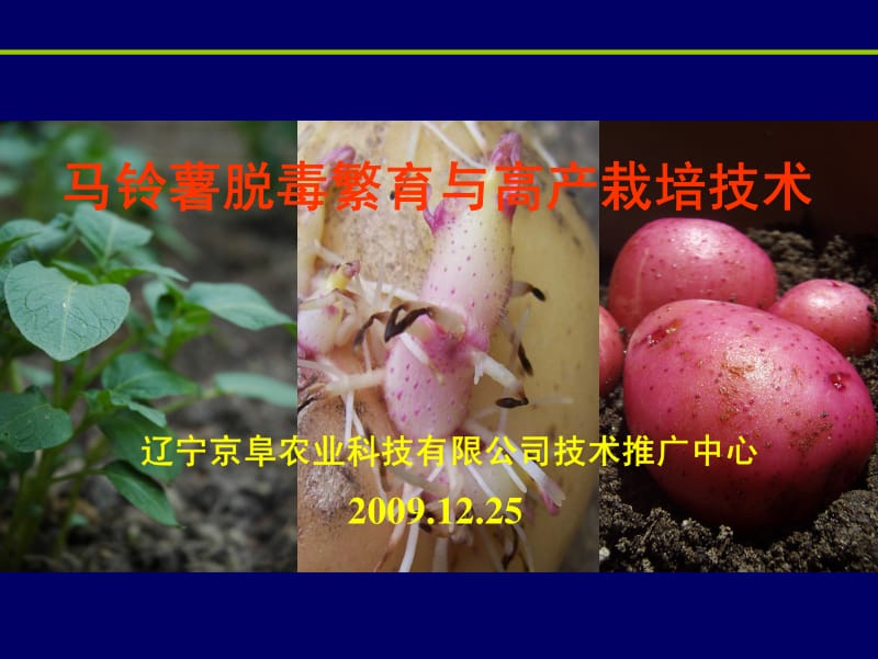 马铃薯脱毒繁育与高产栽培技术.pdf_第1页