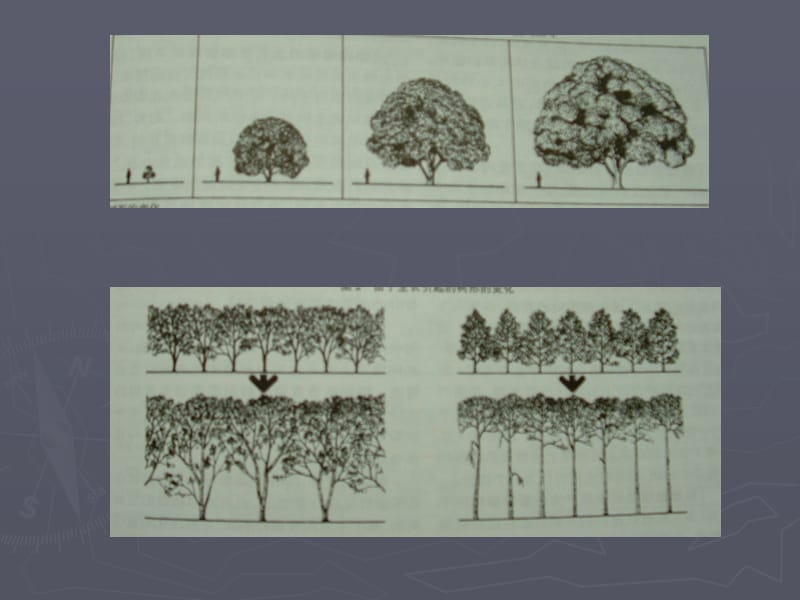 第三章 与景观设计相关的植物特征.ppt_第3页