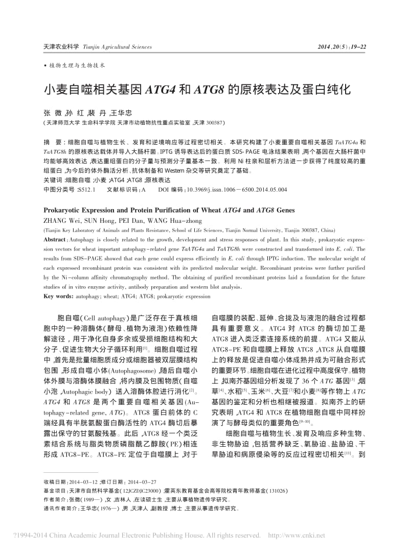 小麦自噬相关基因ATG4和ATG8的原核表达及蛋白纯化.pdf_第1页