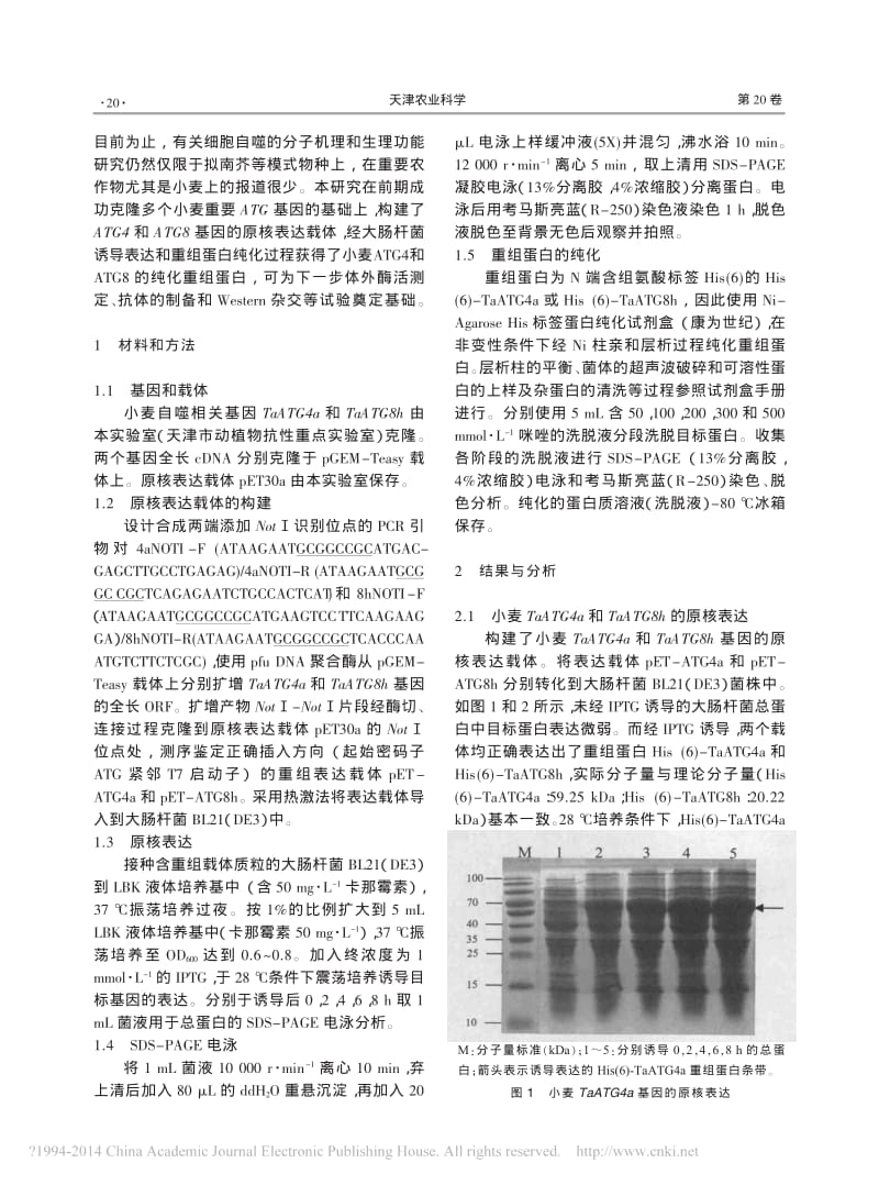 小麦自噬相关基因ATG4和ATG8的原核表达及蛋白纯化.pdf_第2页