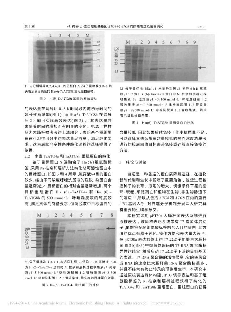 小麦自噬相关基因ATG4和ATG8的原核表达及蛋白纯化.pdf_第3页