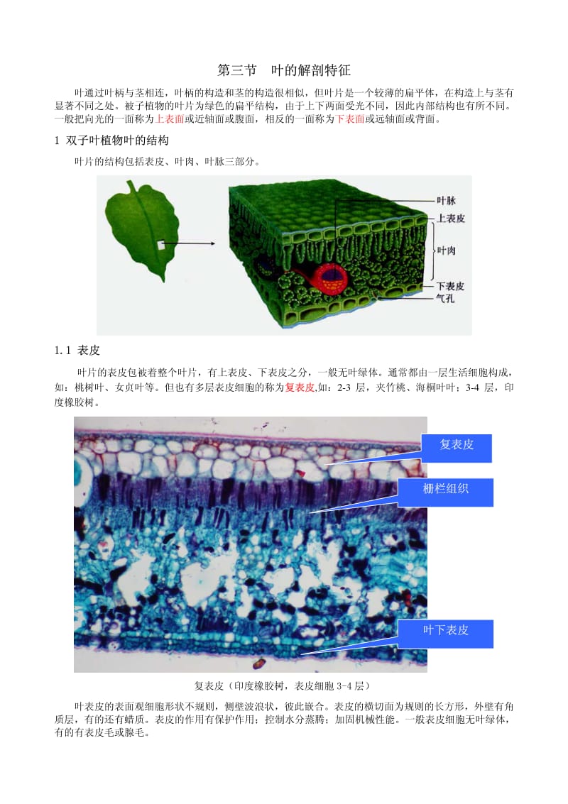 1D--植物解剖学----叶.pdf_第1页