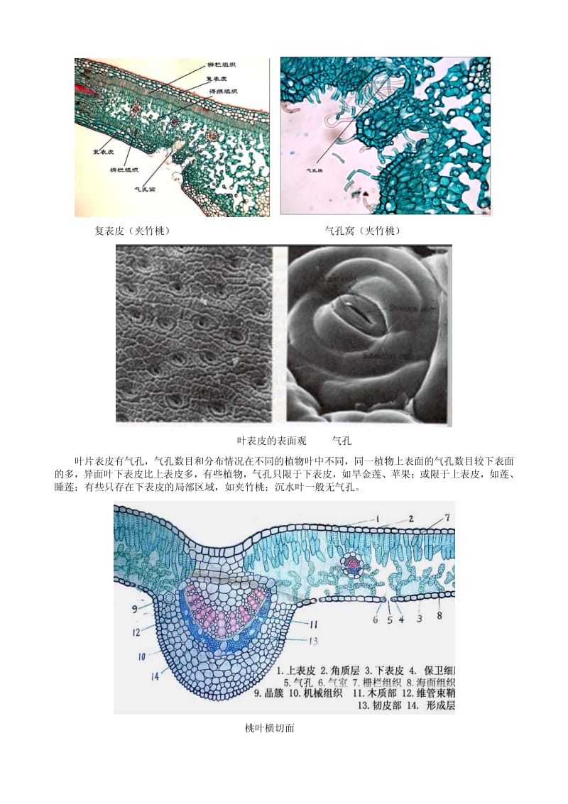 1D--植物解剖学----叶.pdf_第2页