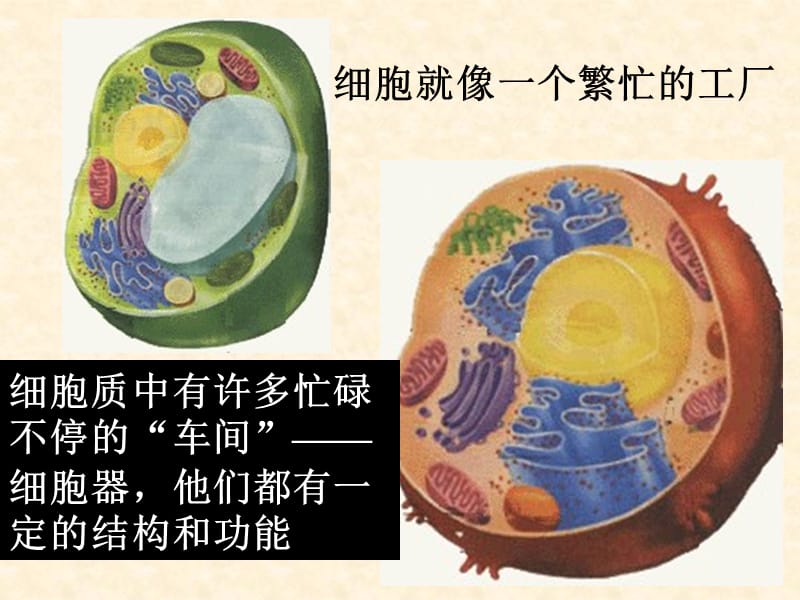 生物课件——第二节 细胞器-系统内的分工合作 授课课件(1).ppt_第2页