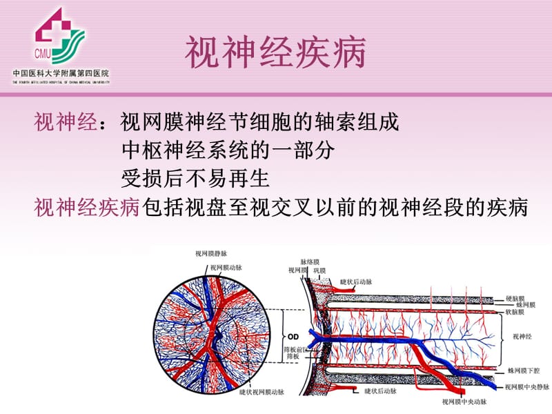 视神经及视路疾病.ppt_第2页