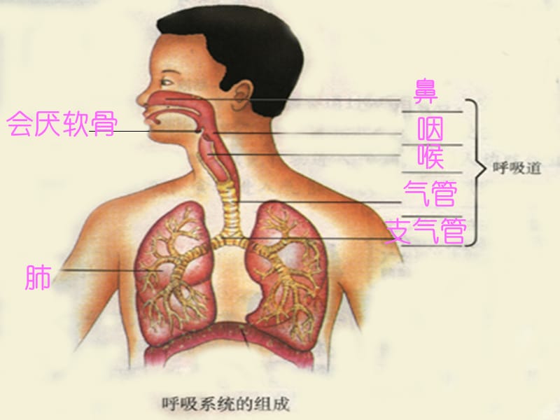 人教版初中生物七年级下册课件《发生在肺内的气体交换》 .ppt_第1页