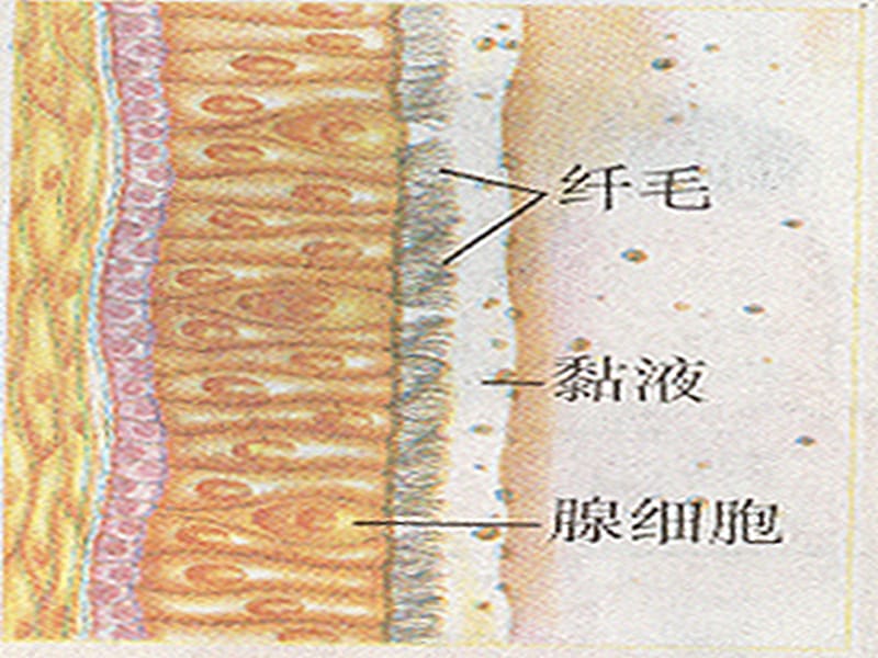 人教版初中生物七年级下册课件《发生在肺内的气体交换》 .ppt_第2页