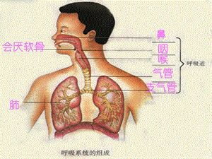 人教版初中生物七年级下册课件《发生在肺内的气体交换》 .ppt