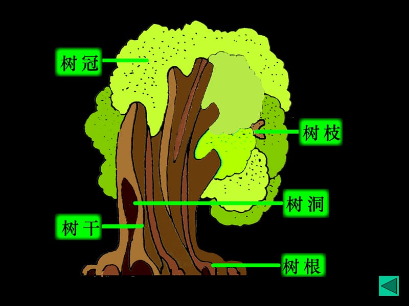 人美版小学二年级美术上册《大树的故事》课件2.ppt_第3页