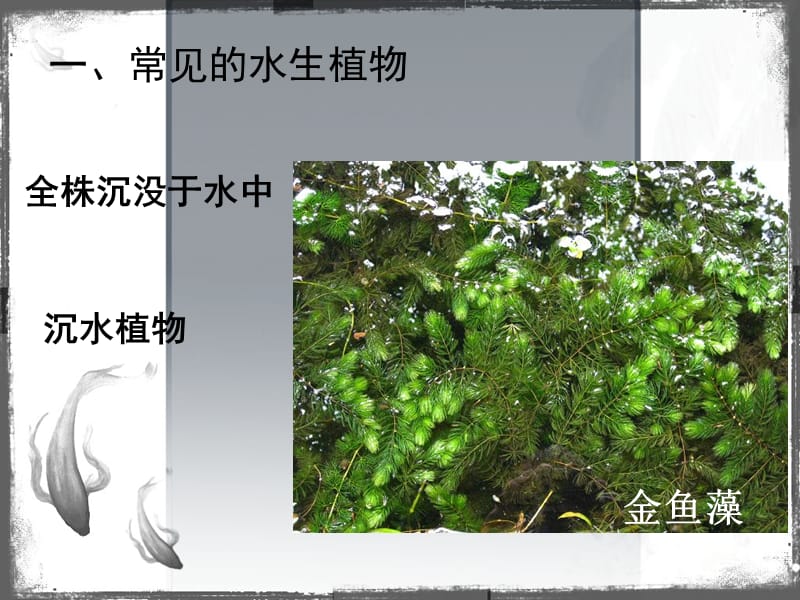 教科版小学科学《水生植物》课件.ppt_第2页