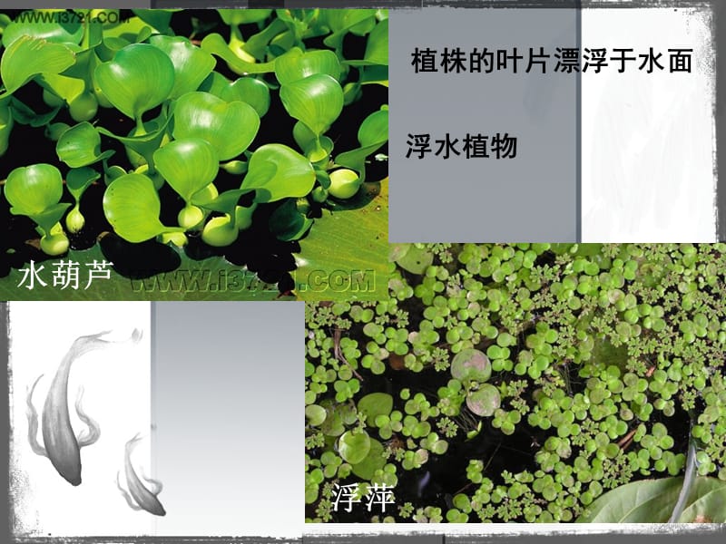 教科版小学科学《水生植物》课件.ppt_第3页