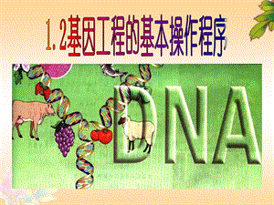 新课标人教版高中生物选修三专题一《基因工程的基本操作程序》精品课件.ppt