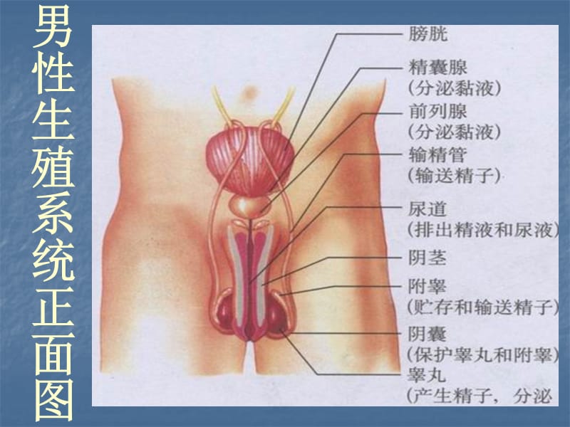 新课标人教版初中生物七年级下册第一章《第二节 人的生殖》精品课件.ppt_第3页