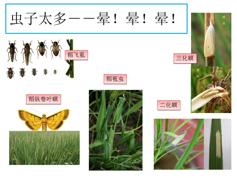 水稻病虫害防治讲座PPT.ppt_第3页