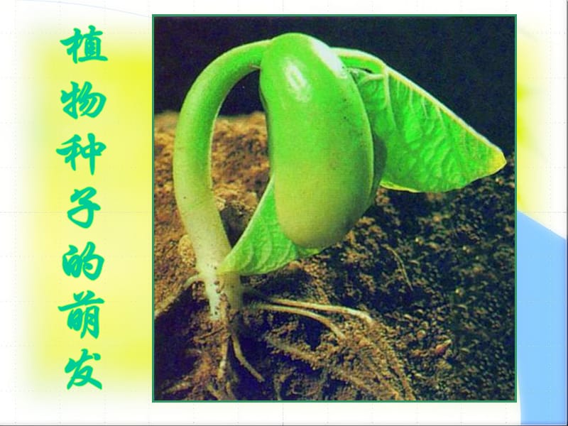 生物课件《植物种子的萌发》 .ppt_第1页