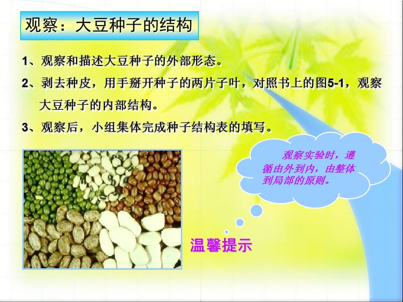 生物课件《植物种子的萌发》 .ppt_第2页