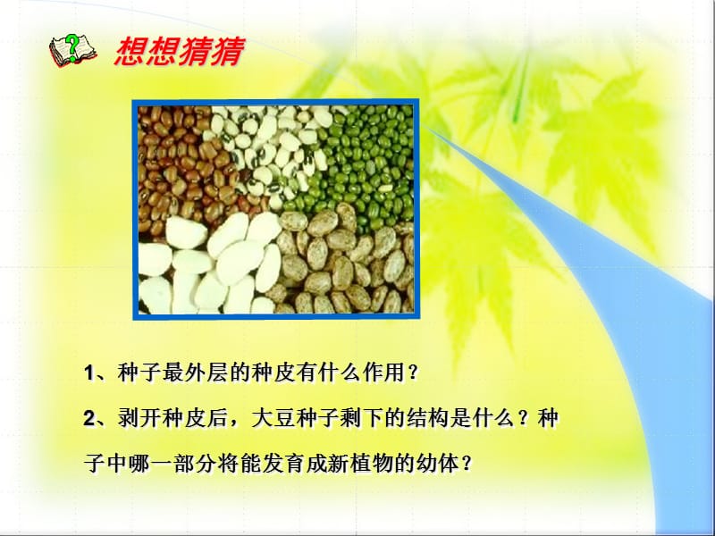 生物课件《植物种子的萌发》 .ppt_第3页